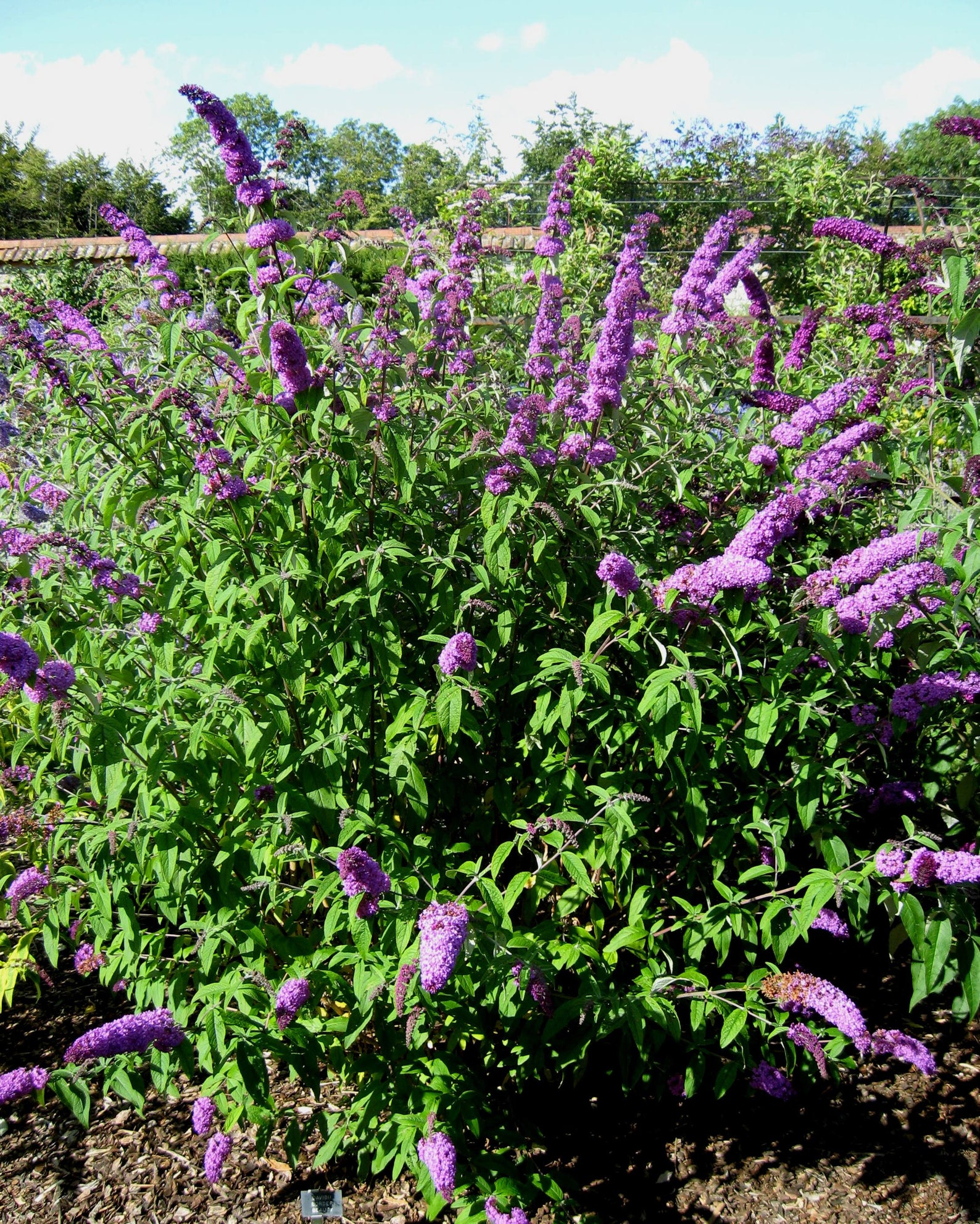 50 Dark PURPLE BUTTERFLY BUSH Buddleia Davidii Hummingbird Etsy