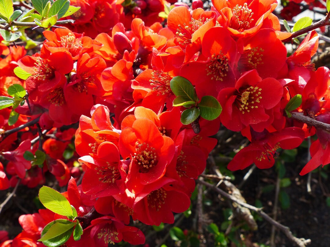 20 Red Flowering DWARF QUINCE Shrub Fruit Chaenomeles Japonica - Etsy