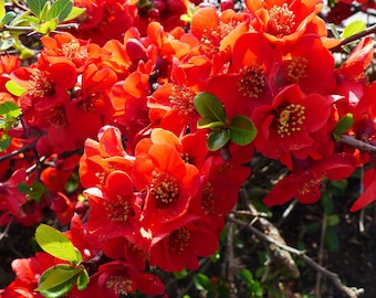 20 Red Flowering DWARF QUINCE Shrub Fruit Chaenomeles Japonica Scarlet Seeds