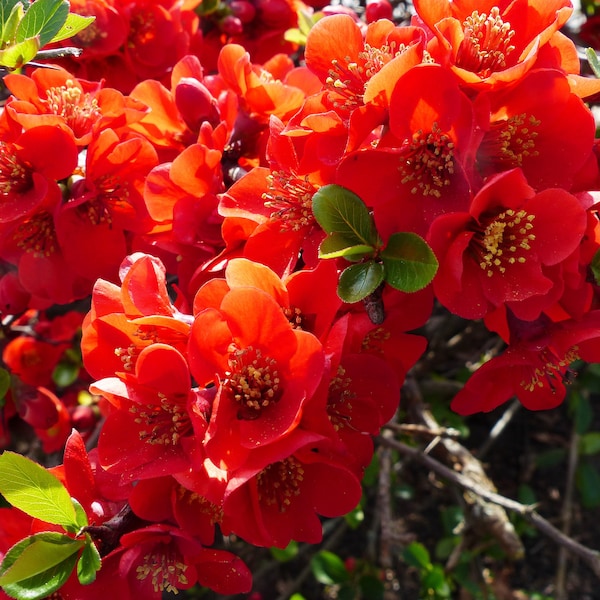 20 Red Flowering DWARF QUINCE Shrub Fruit Chaenomeles Japonica Scarlet Seeds