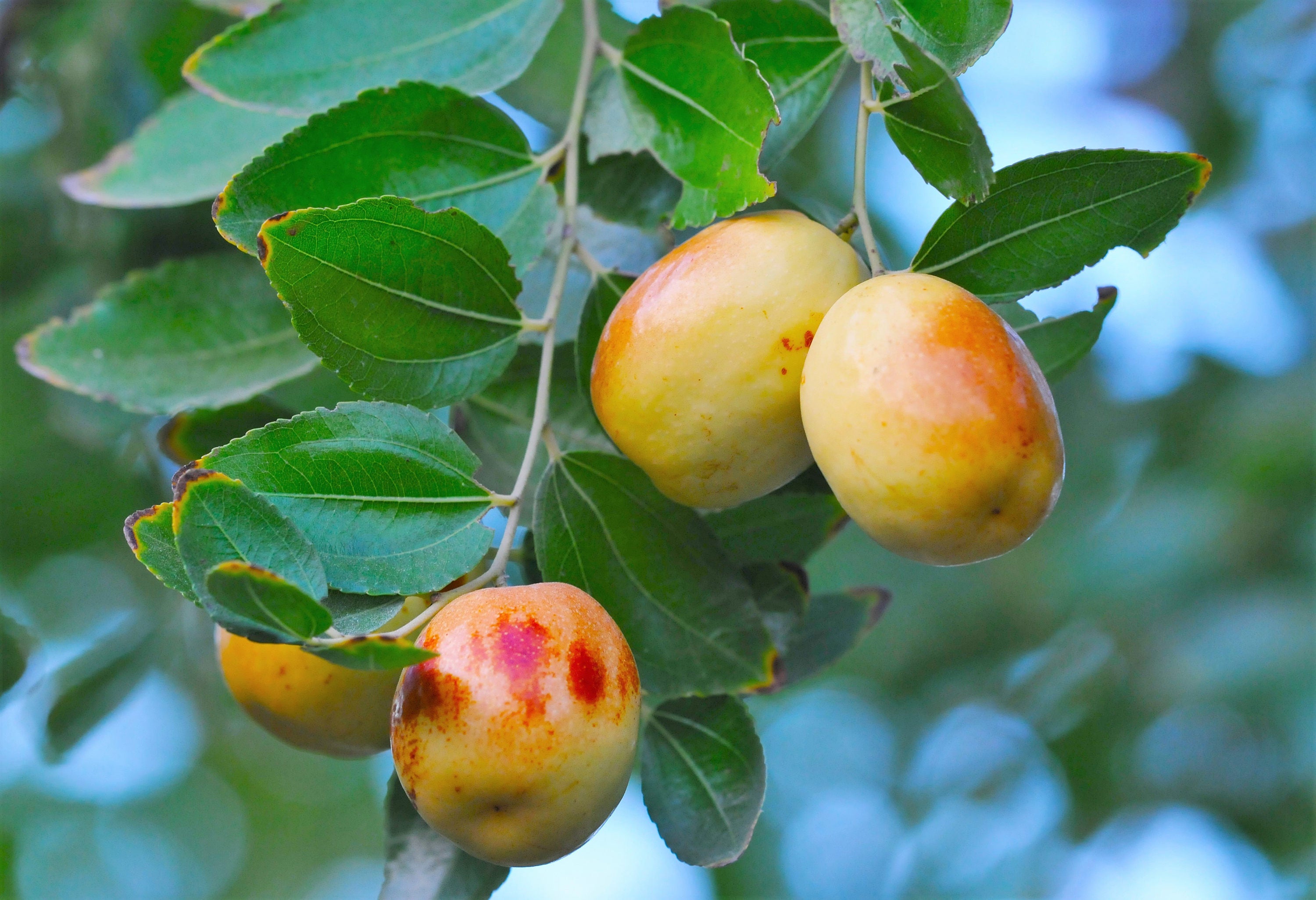 20 ASIAN DATE Jujube Ziziphus Spinosa Common Chinese Tsao Red - Etsy