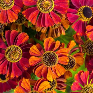 100 HELENIUM ' AUTUMN LEAVES ' Mix Helenium Autumnale Sneezeweed Mixed Colors Flower Seeds