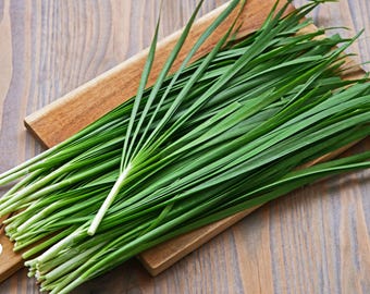 250 GARLIC CHIVE Allium Tuberosum White Flowering Herb Vegetable Seeds