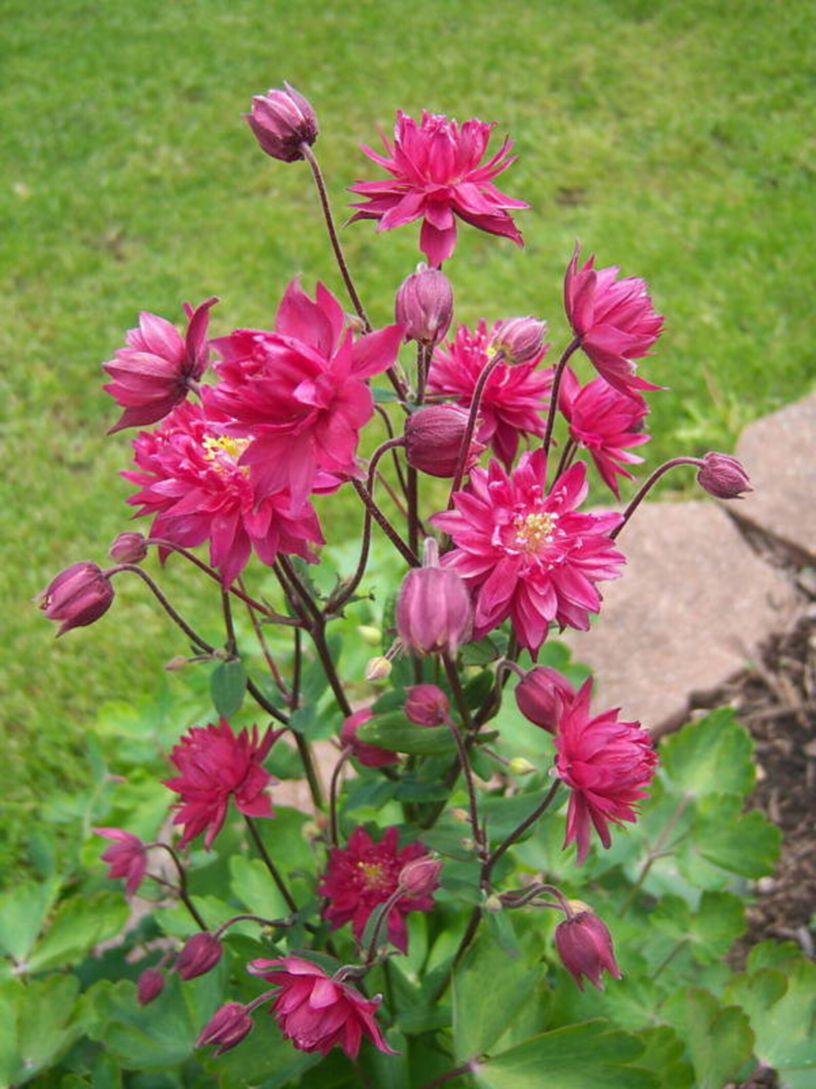 50 Clementine RED DOUBLE COLUMBINE Aquilegia Vulgaris Flower Etsy