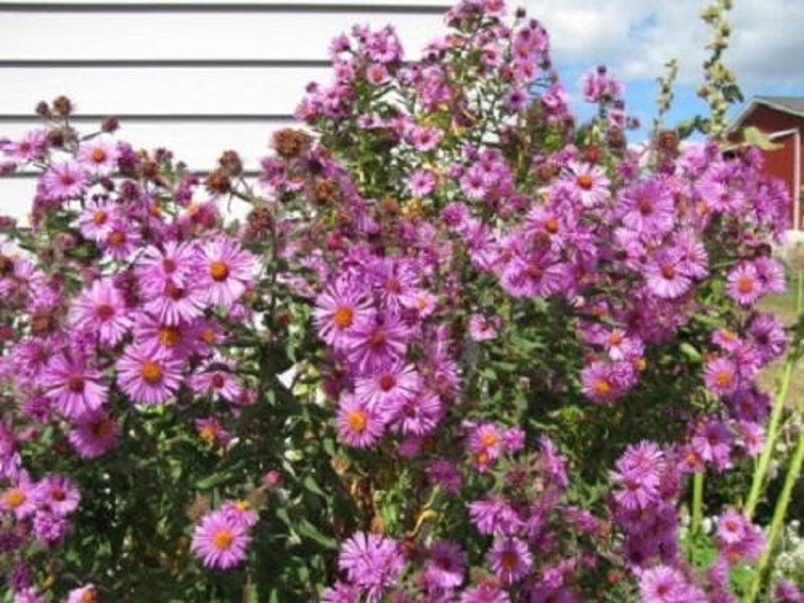 100 Pink NEW ENGLAND ASTER Aster Novae var Angliae Flower