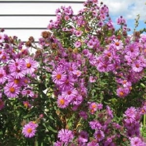 100 NEUE ENGLAND ASTER Aster Novae var Angliae rosa Blumensamen