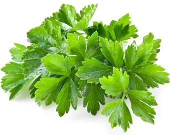 100 FIESTA Groene KORIANDER / KORIANDER Coriandrum Sativum Kruidengroentezaden