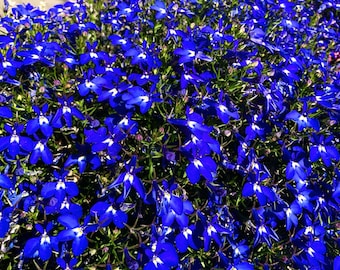 200 Electric Blue & White HALF MOON LOBELIA Erinus Flower Seeds