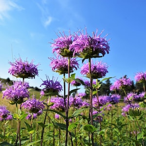 1000 WILD BERGAMOT Monarda Fistulosa aka Mintleaf Bee Balm & Oswego Tea Native Herb Purple Flower Seeds