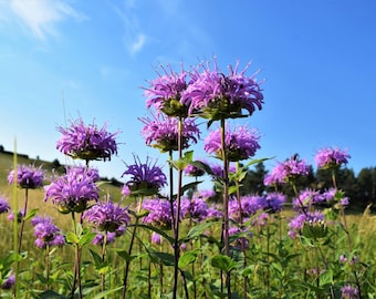 1000 BERGAMOTA SALVAJE Monarda Fistulosa también conocido como Bálsamo de abeja Mintleaf y té Oswego Hierba nativa Semillas de flores moradas