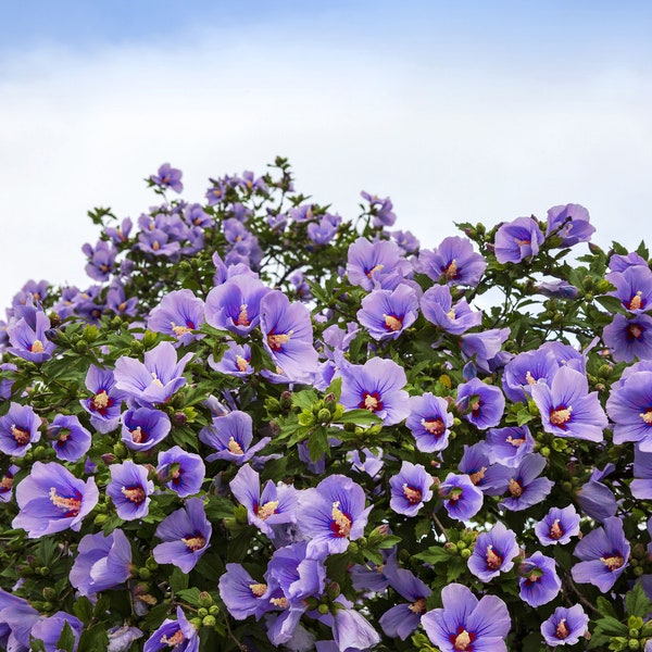25 Purple ROSE Of SHARON HIBISCUS Syriacus Flower Tree Bush Seeds *Flat Shipping