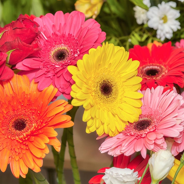 20 GERBER DAISY Mix Gerbera Jamesonii aka Barberton or African Daisy Mixed Colors Pink Purple Red Orange Yellow White Flower Seeds