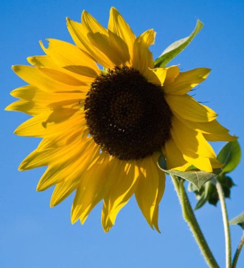 50 SKYSCRAPER SUNFLOWER Helianthus Annuus Flower Seeds Etsy