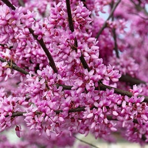 20 Eastern REDBUD TREE Cercis Canadensis Pink Flowering Native Tree Seeds