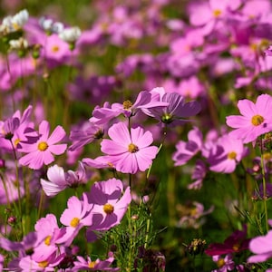 300 sementes de flores DWARF PINK COSMOS Cosmos Bipinnatus
