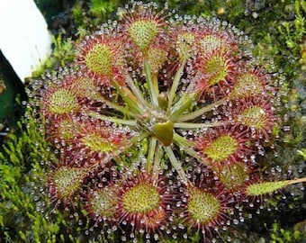 10 CARNIVOROUS SUNDEW PLANT Drosera Flower Seeds *Comb S/H