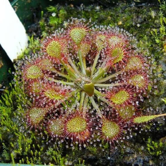 10 CARNIVOROUS SUNDEW PLANT Drosera Flower Seeds comb S/H Etsy