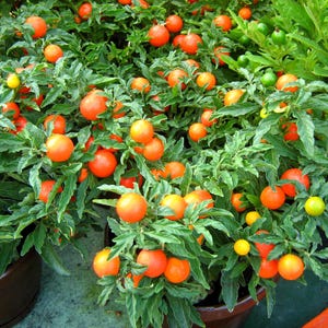 Peut inclure: Gros plan de plusieurs plantes en pot avec des baies orange vif, jaunes et vertes. Les baies sont regroupées parmi des feuilles vertes. Les plantes sont dans des pots bruns, et la scène est bien éclairée.