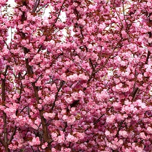 10 日本の桜の木 ピンククラウド オリエンタルスイートプルナスセラタ花の種子