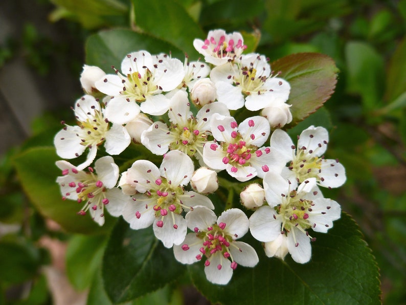 50 BLACK CHOKEBERRY Aronia Melanocarpa White Flower Shrub Seeds image 7