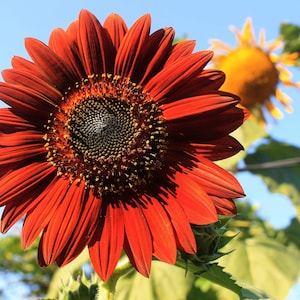 25 CHOCOLATE CHERRY SUNFLOWER Helianthus Annuus Red & Brown Flower Seeds image 3