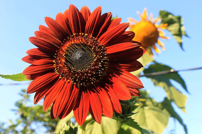 25 CHOCOLATE CHERRY SUNFLOWER Helianthus Annuus Red & Brown Flower Seeds image 3