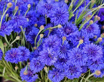 1000 Tall Blue BACHELOR'S BUTTON / CORNFLOWER Centaurea Cyanus Flower Seeds