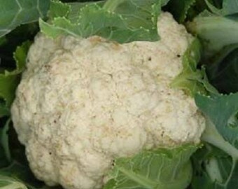 250 SNOWBALL CAULIFLOWER Brassica Oleracea Botrytis Vegetable Seeds