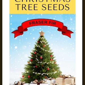 Faites pousser votre propre arbre de Noël - Paquet cadeau de graines de sapin Fraser (Abies Fraseri)