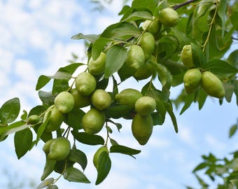 5 JOJOBA Simmondsia Chinensis Fruit Nut Oil Evergreen Shrub Seeds