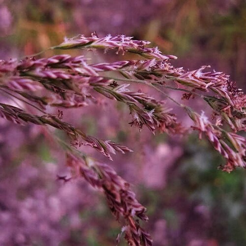 20 RED SPIRE MELIC GRASS Purple Melica Transsilvanica Flower Seeds *Combined S/H 20 RED SPIRE MELIC GRASS Purple Melica Transsilvanica Flower Seeds *Combined S/H
