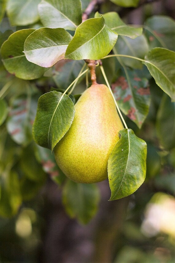 Common diseases of asian pear trees