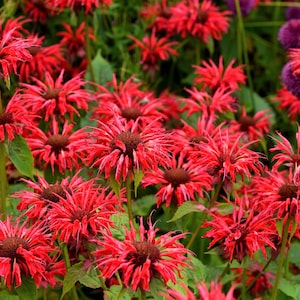 10 Panorama RED BEE BALM Monarda Didyma Oswego Tea Herb Flower Seeds