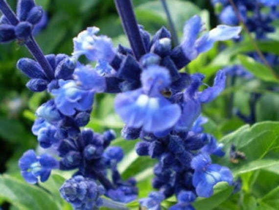 50 Oxford Blue Sage Salvia Viridis Clary Painted Horminum Sage Etsy 50 Oxford Blue Sage Salvia Viridis Clary Painted Horminum Sage Etsy