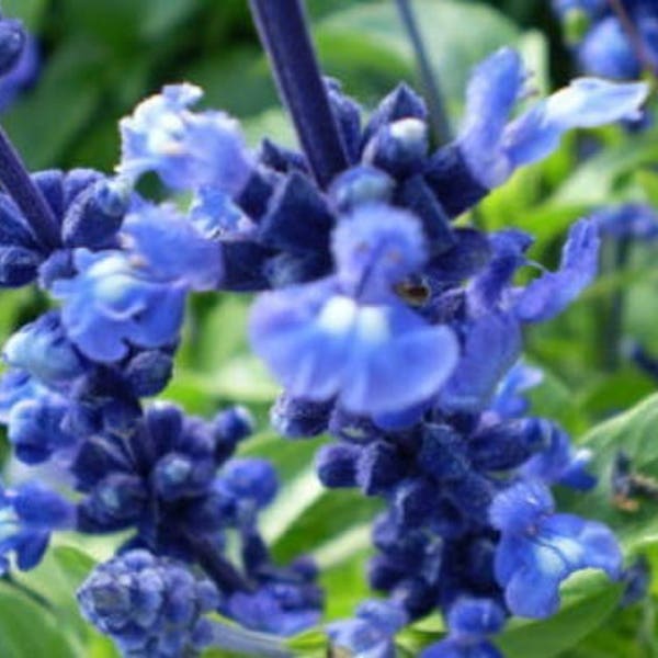 50 OXFORD BLUE SAGE Salvia Viridis Clary Painted Horminum Sage Herb Flower Seeds