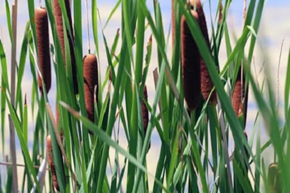 50 CATTAILS Cat Tails Typha Latifolia Water Pond Grass Flower Seeds *Combined Ship