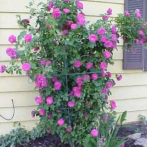 5 PURPLE CLIMBING ROSE Rosa Bush Vine Climber Fragrant Butterfly Flower Seeds