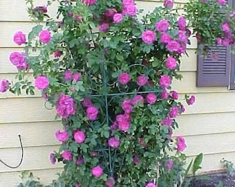 5 PURPLE CLIMBING ROSE Rosa Bush Vine Climber Fragrant Butterfly Flower Seeds