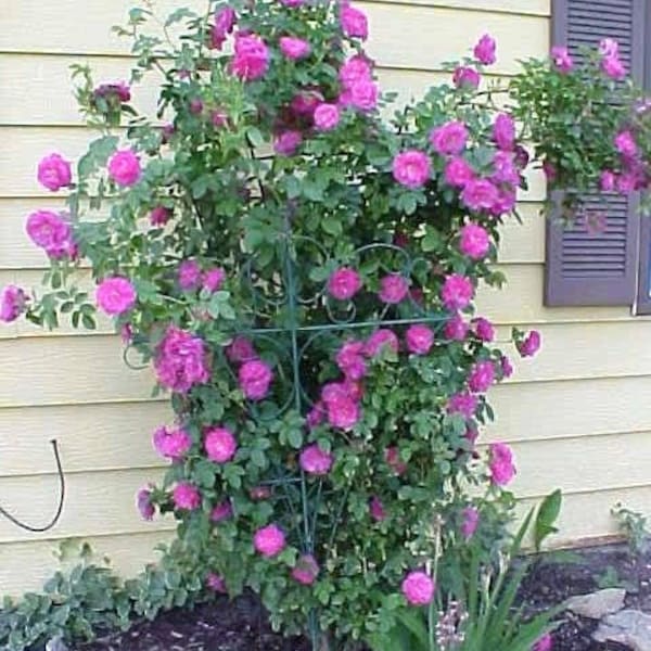 5 PURPLE CLIMBING ROSE Rosa Bush Vine Climber Fragrant Butterfly Flower Seeds