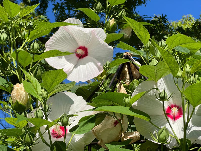 Seedville Luna Hibiscus Flower Seeds - Thumbnail 3