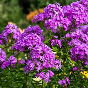10 Tall PURPLE PHLOX Paniculata Garden Summer Native Hummingbird Flower Seeds