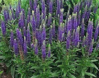 50 Mixed Colors VERONICA SIGHTSEEING MIXTURE (Spike Speedwell) Veronica Spicata Flower Seeds