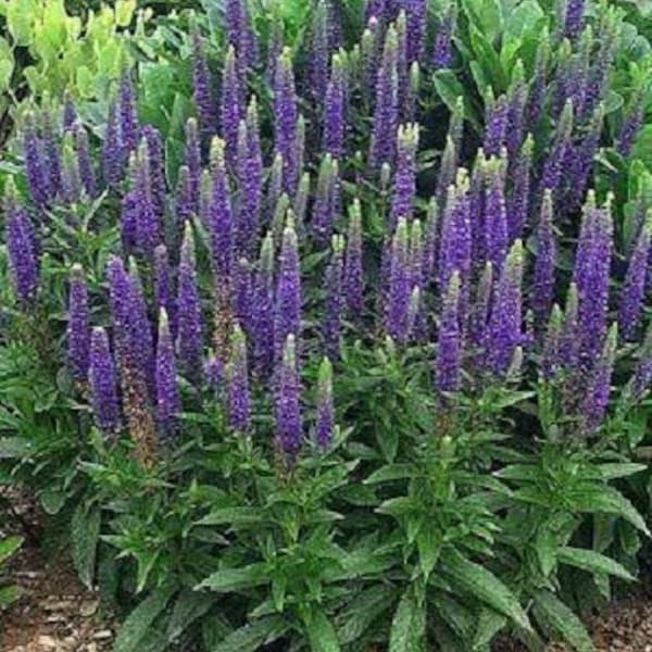 50 Mixed Colors VERONICA SIGHTSEEING MIXTURE (Spike Speedwell) Veronica Spicata Flower Seeds