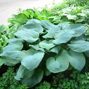 10 HOSTA ELEGANS Shade Plant Purple Flower Seeds