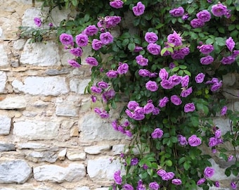 5 PURPLE CLIMBING ROSE Rosa Bush Vine Climber Fragrant Butterfly Flower Seeds