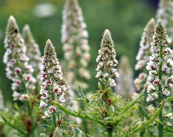 200 WHITE MIGNONETTE Reseda Alba Very FRAGRANT Flower Seeds *Flat Shipping