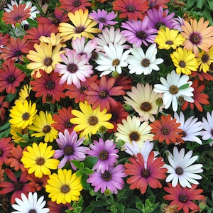 Könnte beinhalten: Eine Nahaufnahme einer Vielzahl von bunten Blumen, darunter rosa, lila, rot, weiß und gelb. Die Blumen blühen und haben verschiedene Formen und Größen.