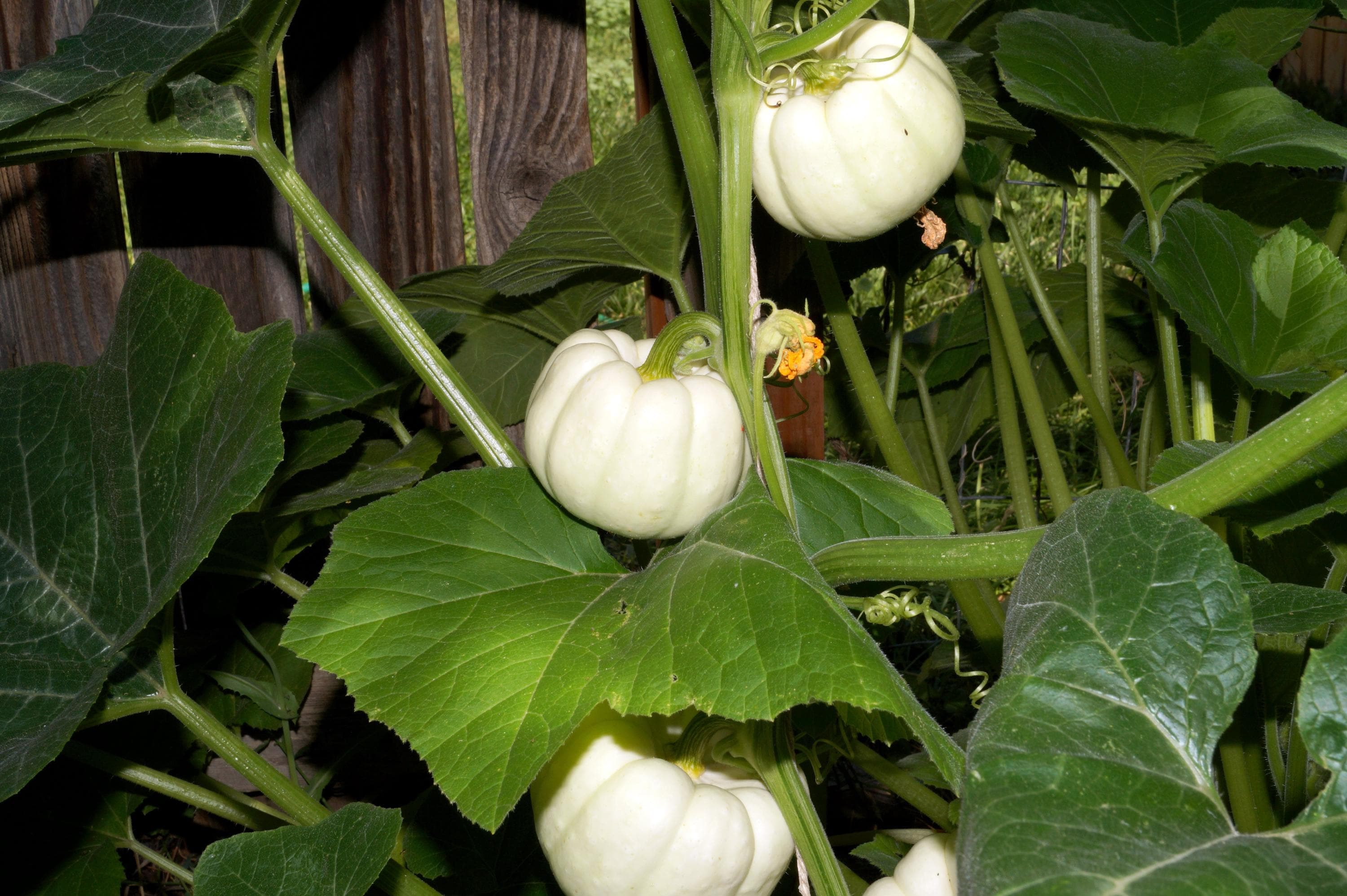 15 WHITE Baby Boo MINI PUMPKIN Miniature Cucurbita Pepo Vegetable Seeds ...