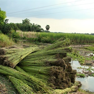 100 TOSSA JUTE Mallow Corchorus Olitorius African Sorrel Bush Okra Twine Vegetable Seeds image 9