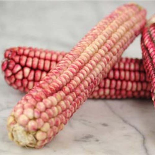 15 Pink GLASS GEM CORN Ornamental & Edible Zea Mays Vegetable Seeds * Comb S/H